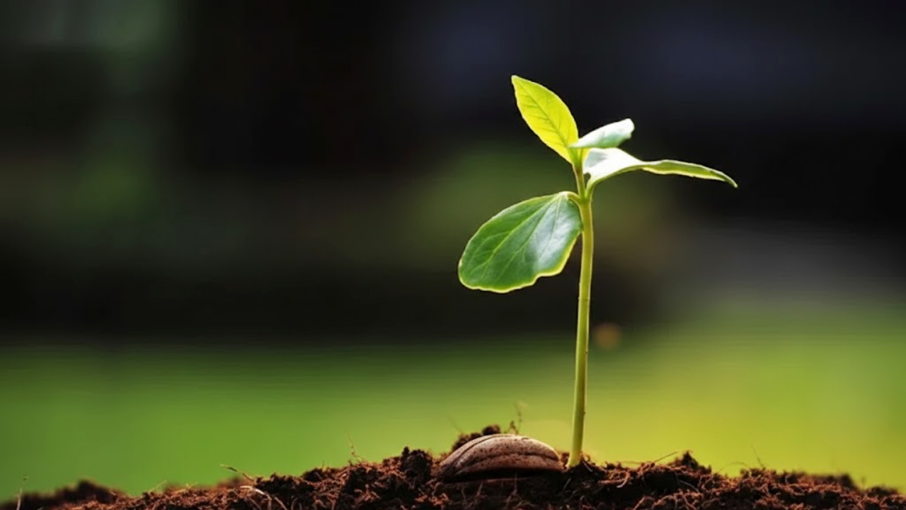 Greenhouse with healthy crops - bio and organic farming